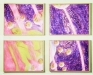 Thumbnail silverseed.jpg 