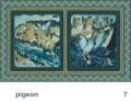 We Share This World - Pigeon