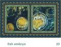 We Share This World - Fish Embryo