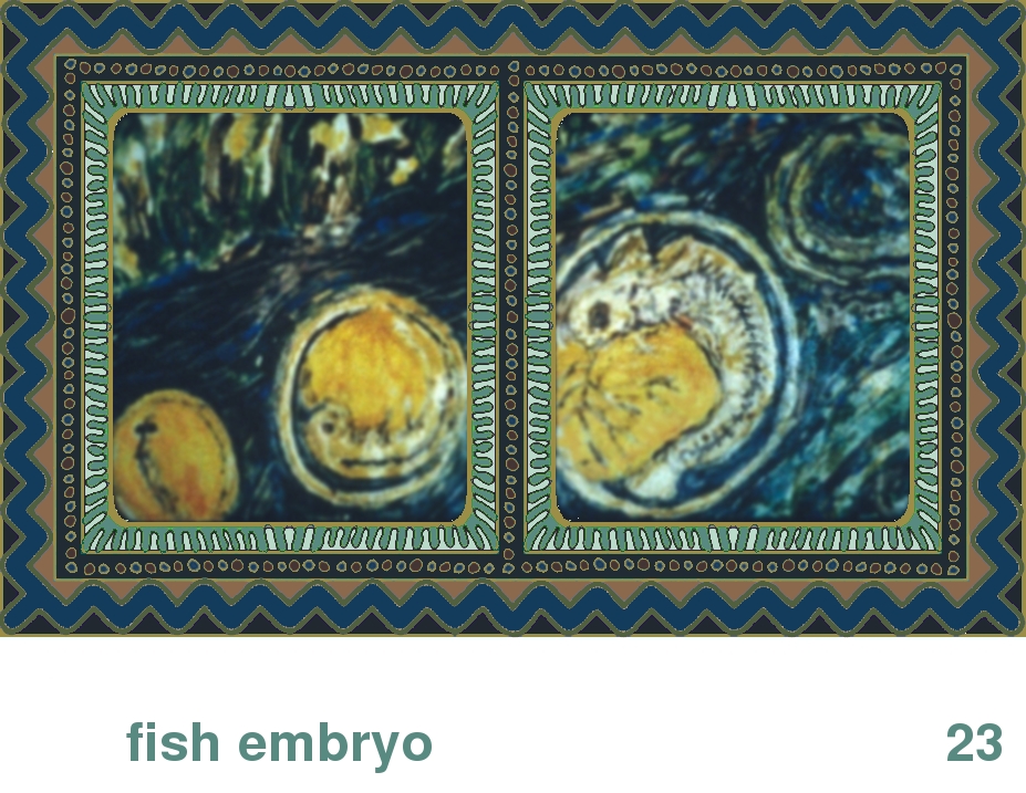 We Share This World:  Animal rights picture book - Fish Embryo