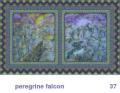 We Share This World - Peregrine Falcon