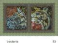 We Share This World - Bacteria